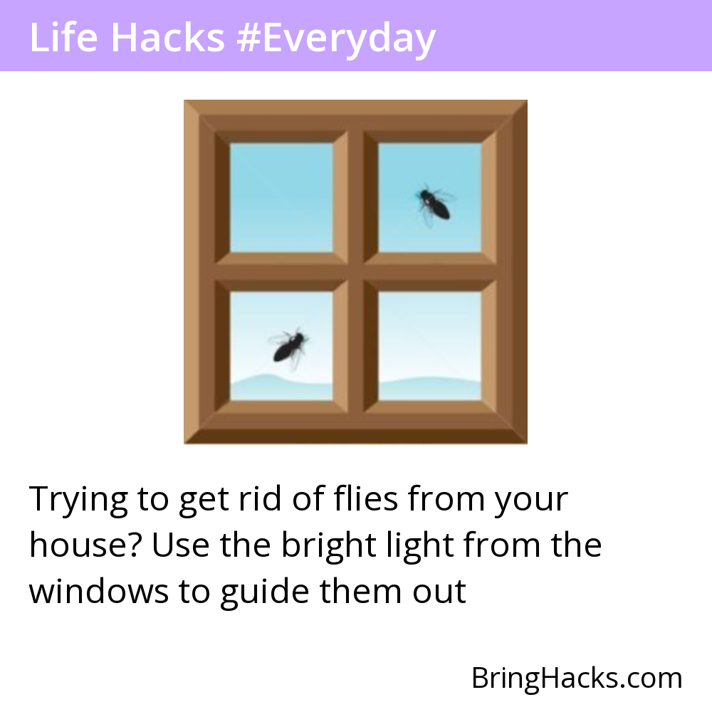 Life Hacks - Trying to get rid of flies from your house? Use the bright light from the windows to guide them out
